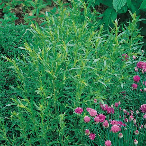 Buy French Tarragon 'Vienco' Plug Plants | Bedwen Plants