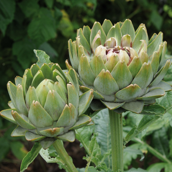 Artichoke - Green Globe