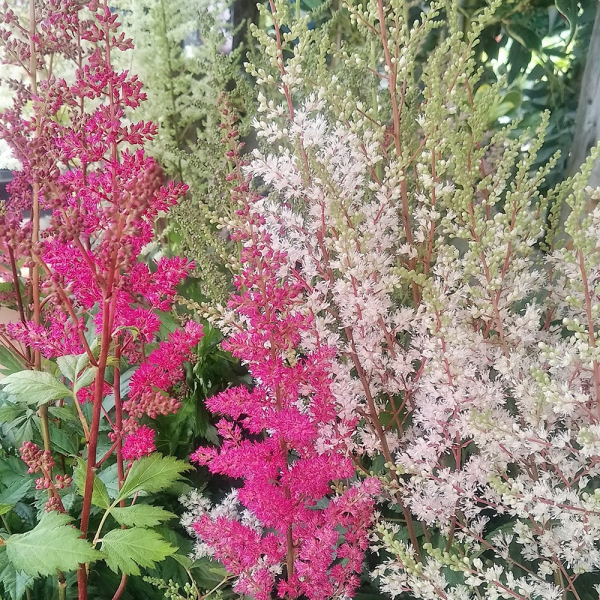 Astilbe - Showstar