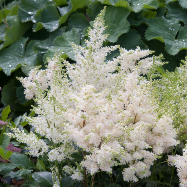 Astilbe - Astary White