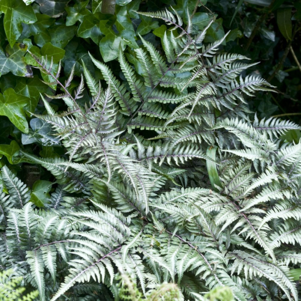 Japanese Painted Fern - Metallicum