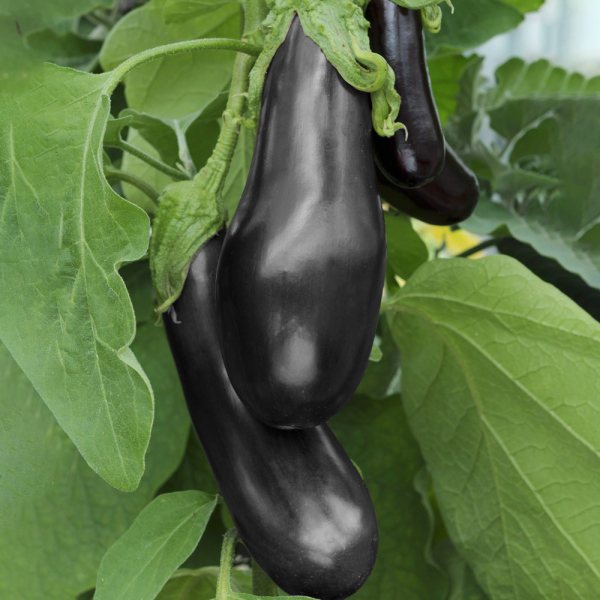 Aubergine - Black Beauty