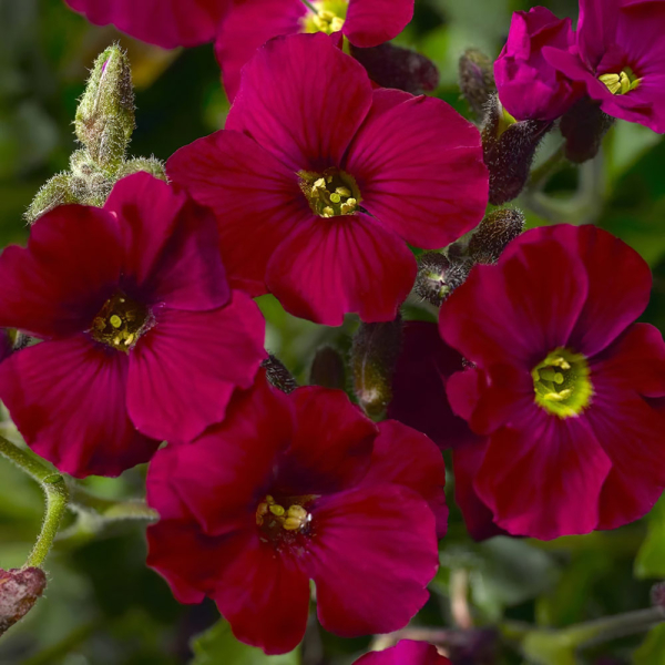 Aubrieta - Axcent Burgundy Aubrieta - Axcent Burgundy