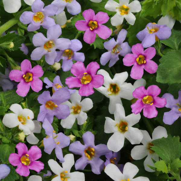 Bacopa - Topia Mix Bacopa - Topia Mix