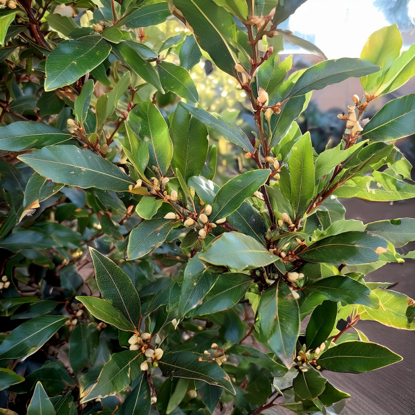 Laurus Nobilis - Bay Tree