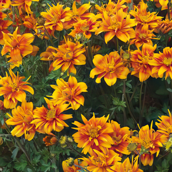 Bidens - Bee Happy Double Orange