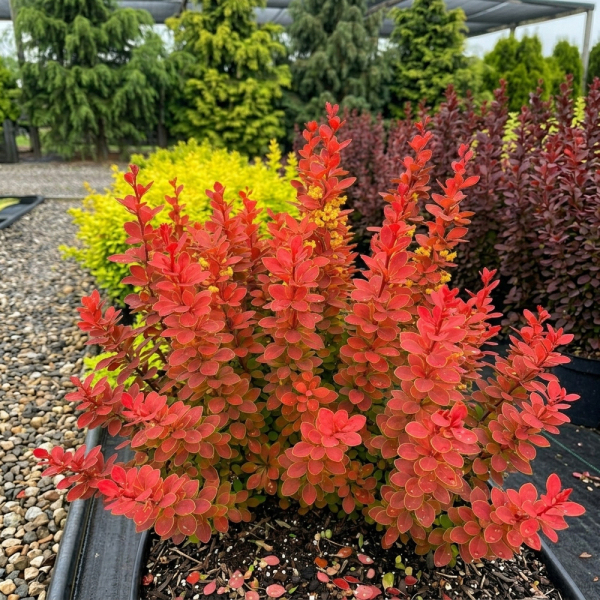 Berberis - Neon