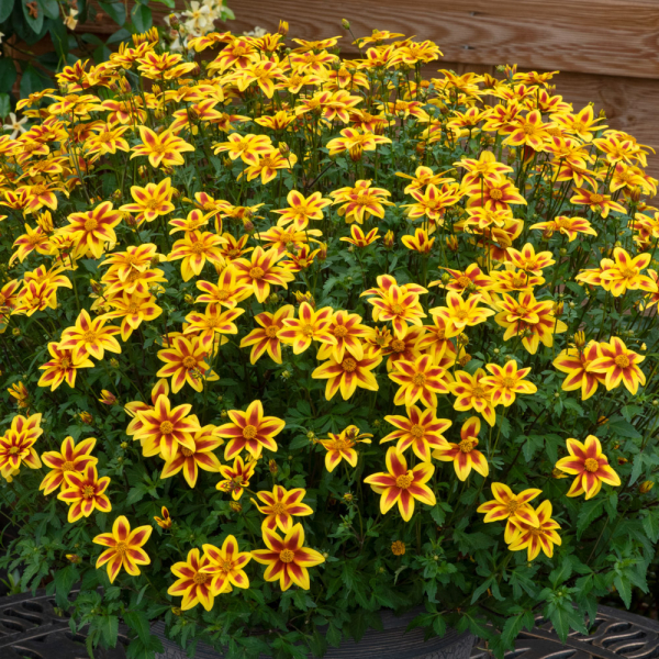 Bidens - Blazing Star