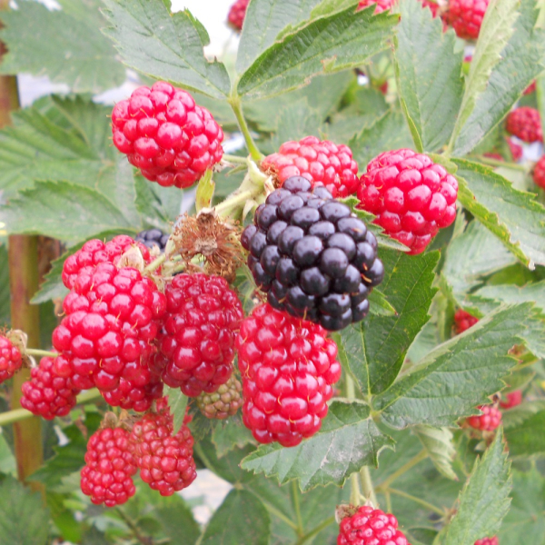 Blackberry - Loch Ness