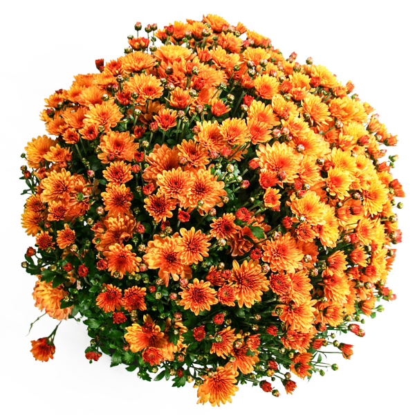 Chrysanthemum - Bransound Dark Orange