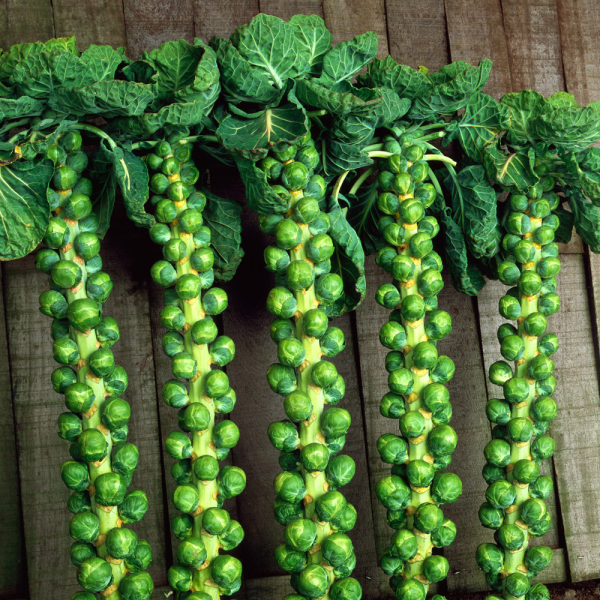 Brussel Sprout - Trafalgar
