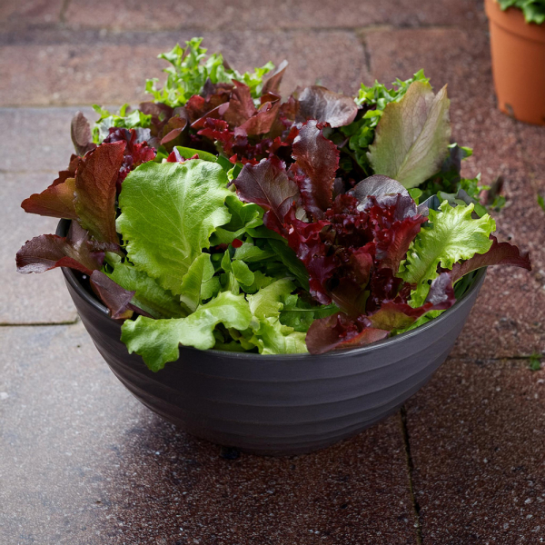 Lettuce - Buddies Mixed Lettuce - Buddies Mixed