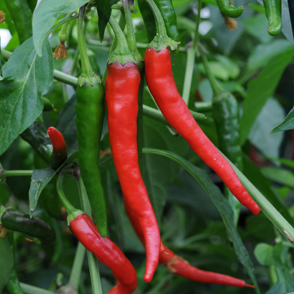 Chilli Pepper - Cayenne (KItchen Buddies)