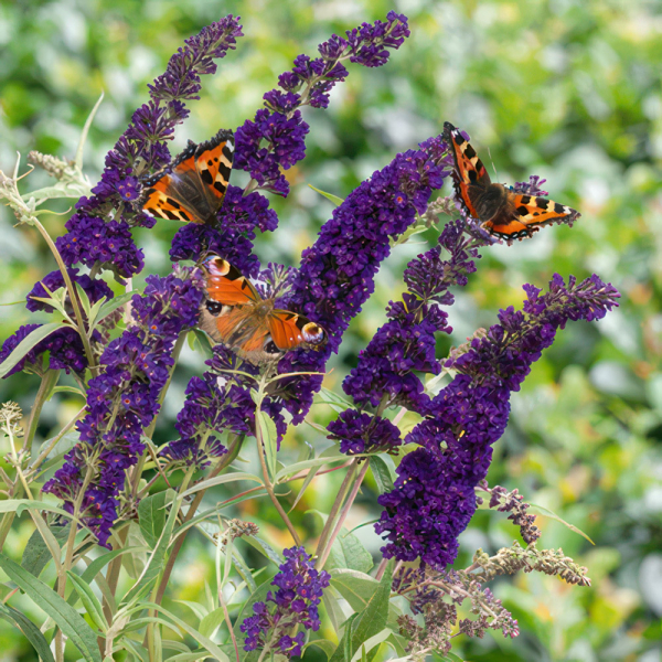 Buddleja - Black Knight Buddleja - Black Knight