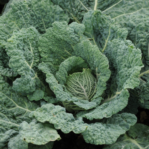 Savoy Cabbage - Endeavour