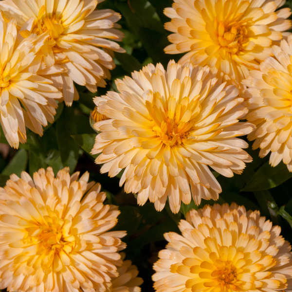 Calendula - Apricot Twist