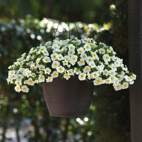 Calibrachoa - Caberet Special Frosty Lemon