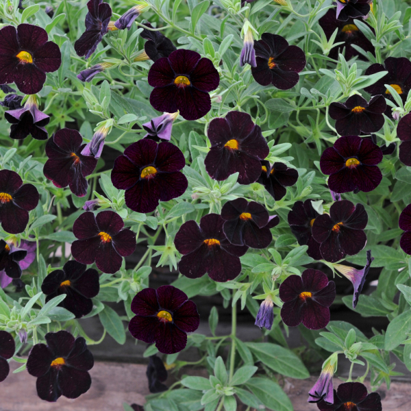 Calibrachoa - Can Can Oriental