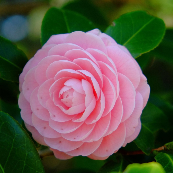 Camellia - Happy Birthday
