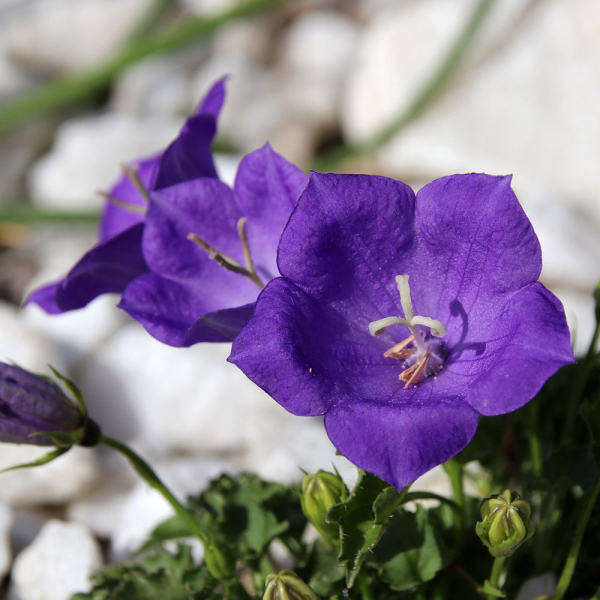 Campanula - Pearl Deep Blue Campanula - Pearl Deep Blue