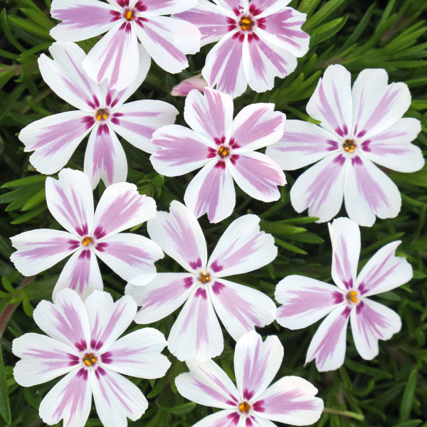 Phlox - Candy Stripes Phlox - Candy Stripes