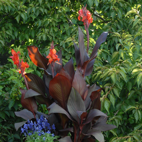 Canna - Tropicanna Black Canna - Tropicanna Black