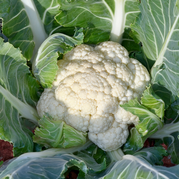 Cauliflower - Newlyn
