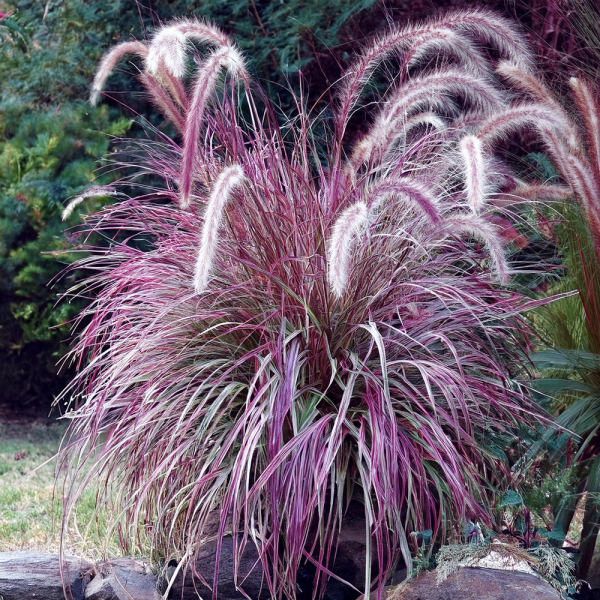 Pennisetum - Cherry Sparkler