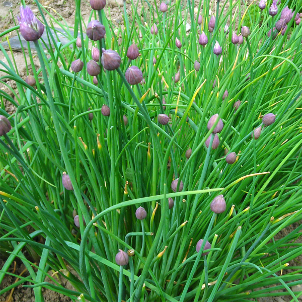 Garlic Chives - Neko