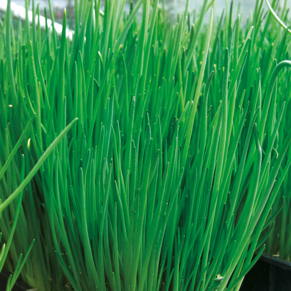 Chives - Alando