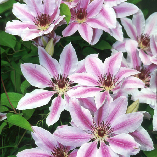 Clematis - Nelly Moser