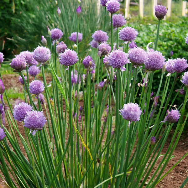 Chives - Common Chives - Common