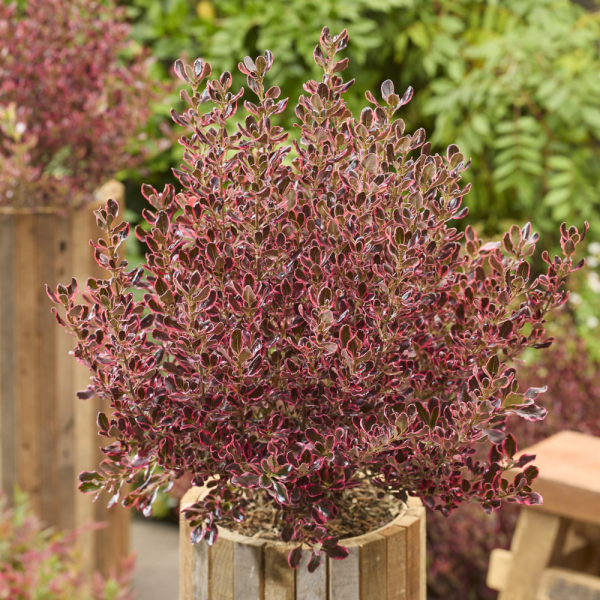 Coprosma - Eclipse Coprosma - Eclipse