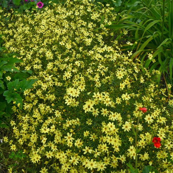 Coreopsis - Moonbeam
