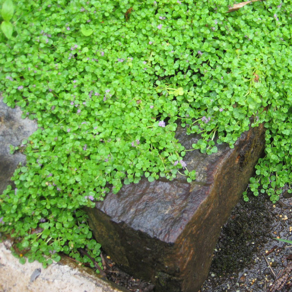 Mint - Corsican