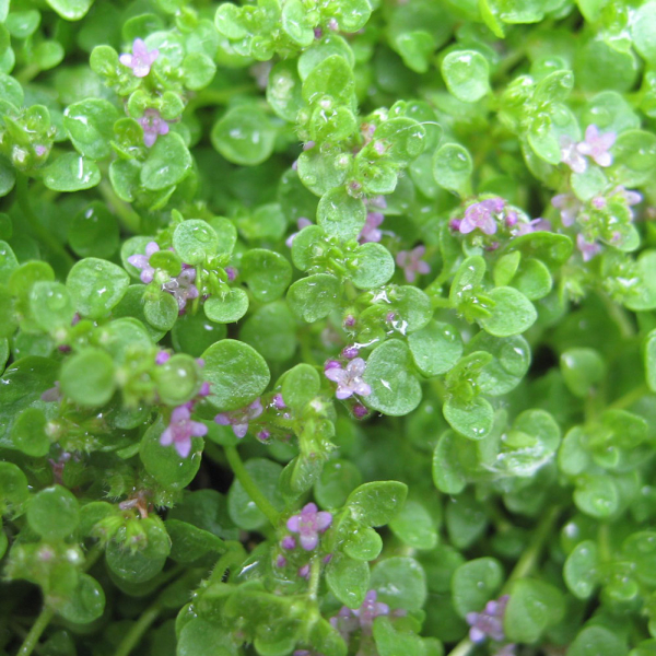 Mint - Corsican