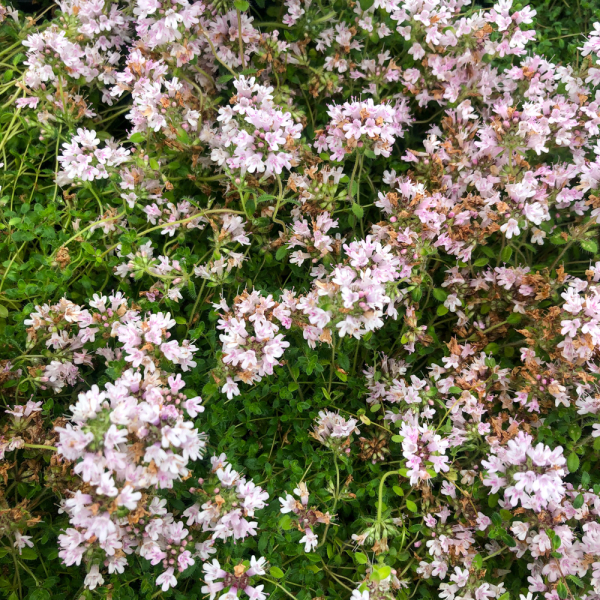 Thyme - Pink Chintz Thyme - Pink Chintz