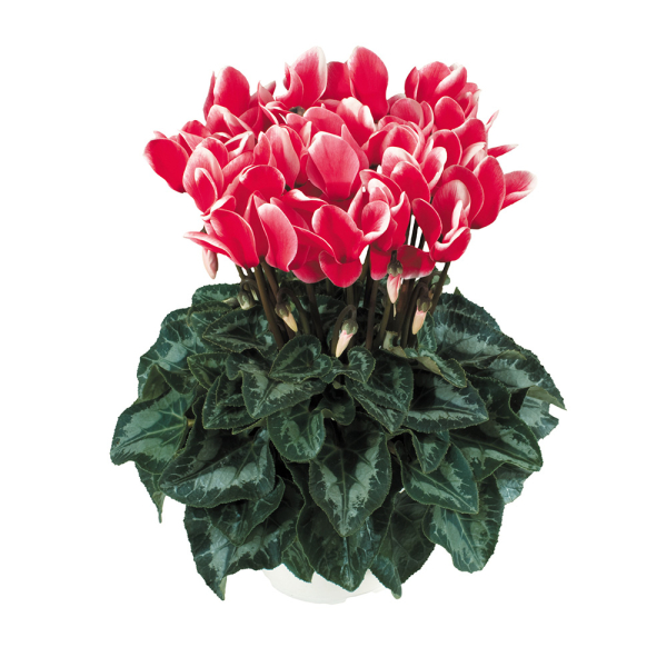 Cyclamen - Halios Fantasia Red Cyclamen - Halios Fantasia Red