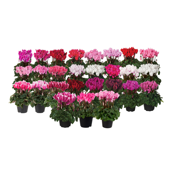 Cyclamen - Super Serie Mix