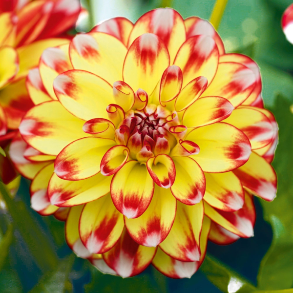 Dahlia - Power Tricolour