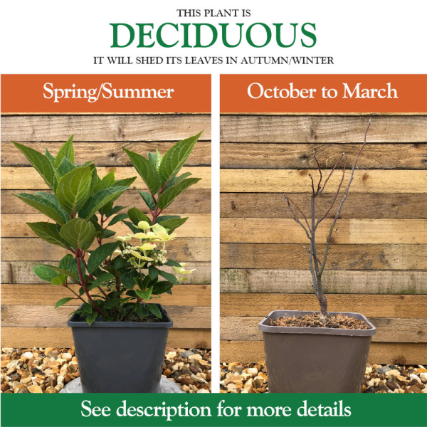 Bedwen Plants – Deciduous Plant Information