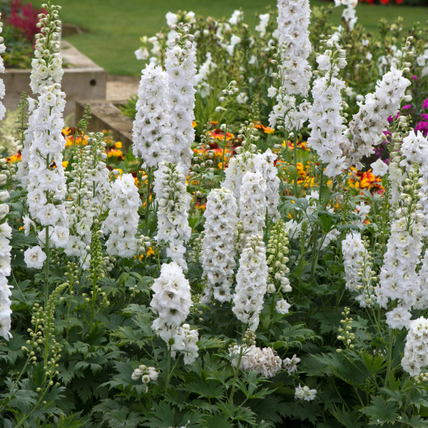 Delphinium - Magic Fountains Pure White Delphinium - Magic Fountains Pure White