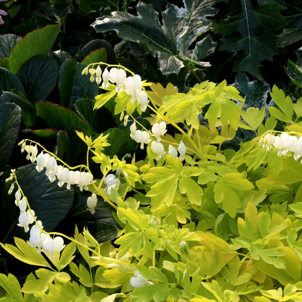Dicentra - White Gold