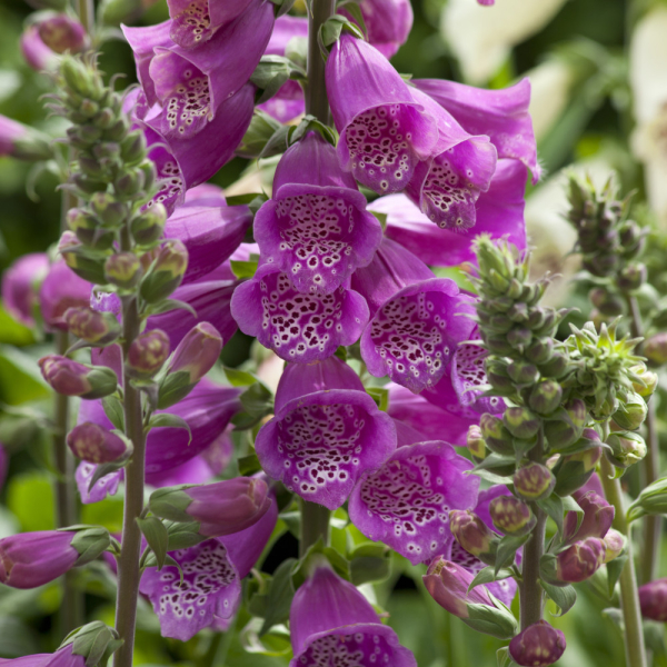 Foxglove - Dalmation Purple