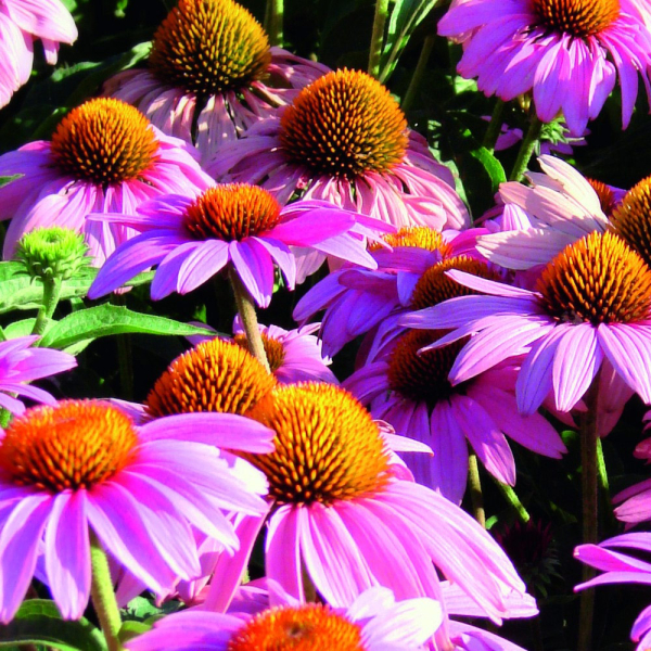 Echinacea - Feeling Pink