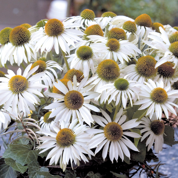 Echinacea - Primadonna White Echinacea - Primadonna White
