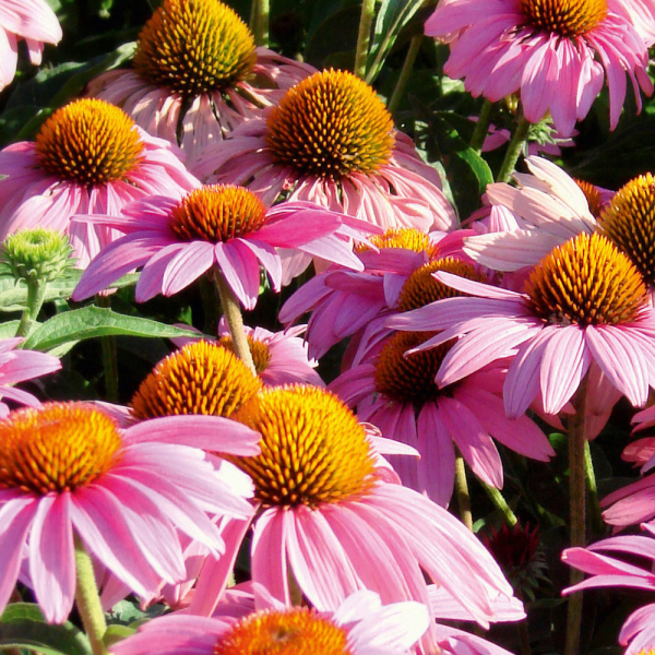 Echinacea - Feeling White