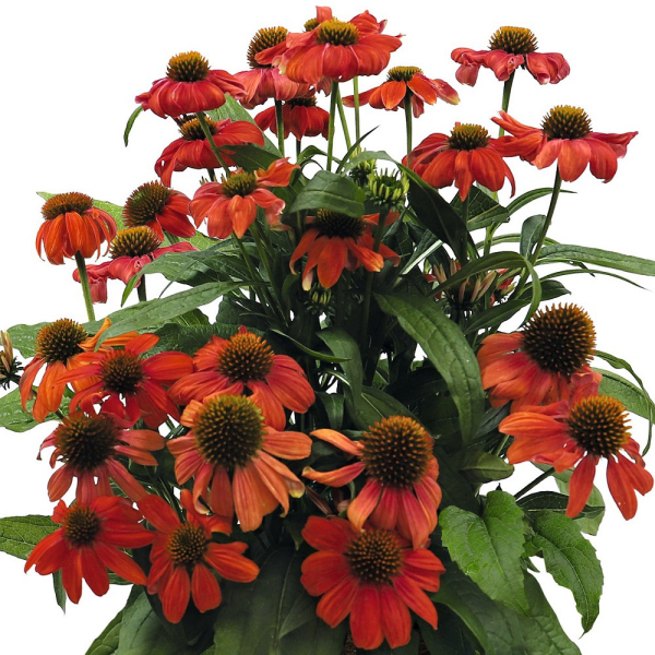 Echinacea - Pollynation Orange Red Echinacea - Pollynation Orange Red
