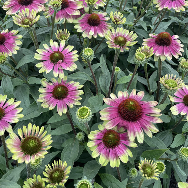 Echinacea - Sweet Sandia