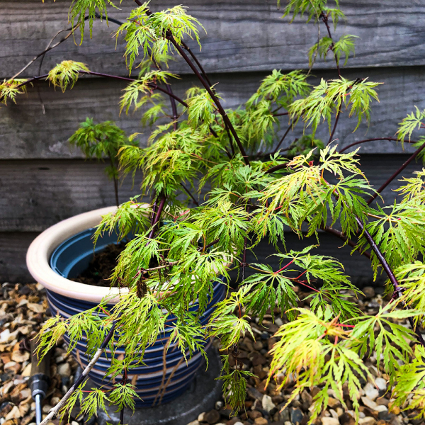 Acer - Emerald Lace